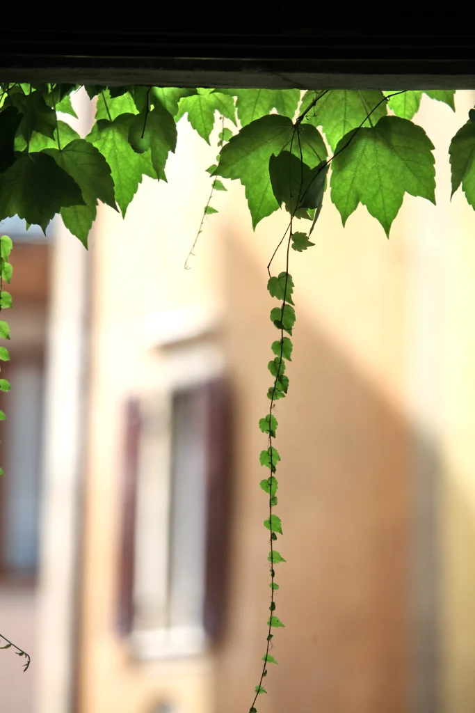 Dettaglio edera verde nel giardino, Hotel Accademia Trento