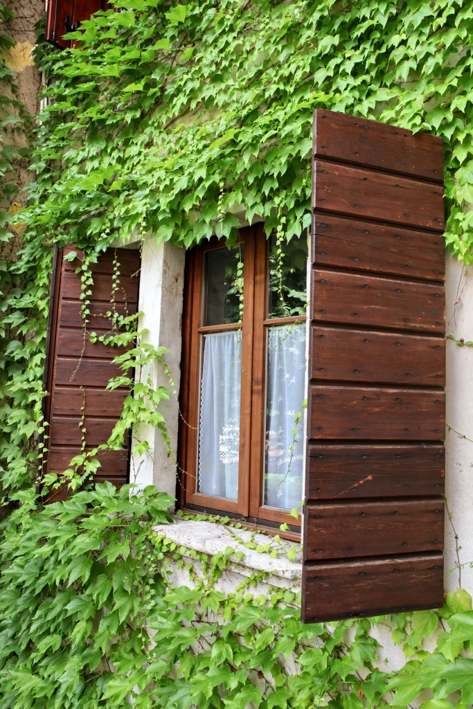 Finestra con edera sulla facciata, Hotel Accademia Trento